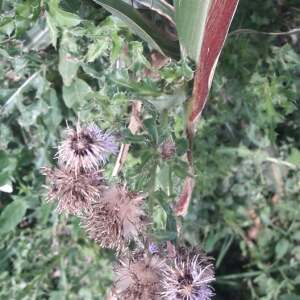 Photographie n°2500853 du taxon Cirsium arvense (L.) Scop. [1772]