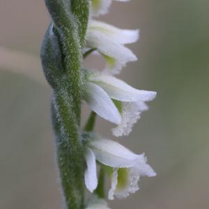 Photographie n°2500885 du taxon Spiranthes spiralis (L.) Chevall.