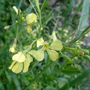 Photographie n°2500892 du taxon Raphanus raphanistrum L.