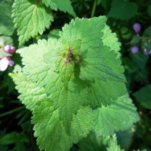 Photographie n°2500897 du taxon Lamium maculatum (L.) L. [1763]