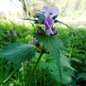 Photographie n°2500900 du taxon Lamium maculatum (L.) L. [1763]