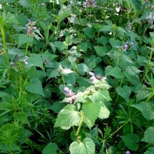 Photographie n°2500901 du taxon Lamium maculatum (L.) L. [1763]