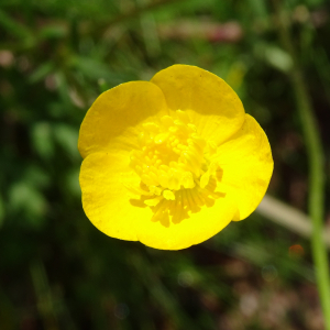 Photographie n°2500922 du taxon Ranunculus bulbosus L. [1753]