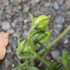 Photographie n°2500932 du taxon Solanum lycopersicum L.