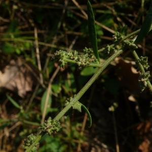 Photographie n°2500978 du taxon Atriplex patula L. [1753]