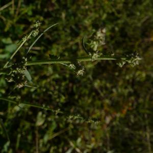 Photographie n°2500979 du taxon Atriplex patula L. [1753]