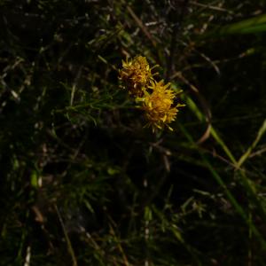 Photographie n°2500985 du taxon Galatella linosyris var. linosyris