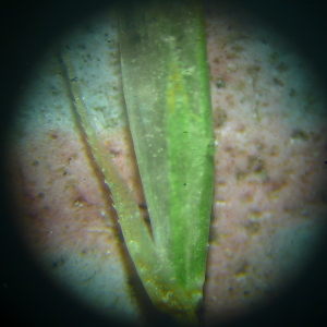 Photographie n°2500989 du taxon Trisetum flavescens subsp. flavescens