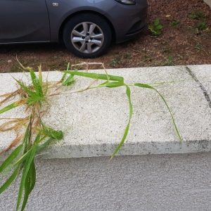 Photographie n°2500995 du taxon Panicum L. [1753]