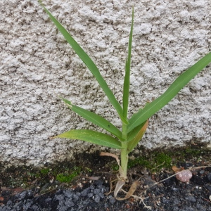 Photographie n°2500996 du taxon Panicum L. [1753]