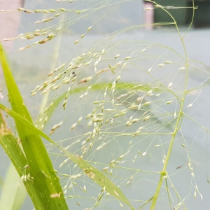 Photographie n°2501001 du taxon Panicum L. [1753]