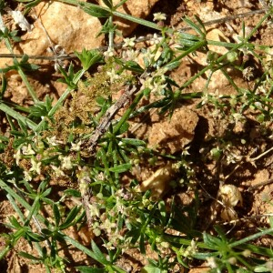 Photographie n°2501022 du taxon Galium obliquum Vill.