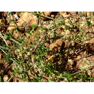 Galium obliquum Vill. (Gaillet jaunâtre)