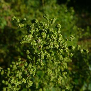 Photographie n°2501034 du taxon Chenopodiastrum hybridum (L.) S.Fuentes, Uotila & Borsch [2012]