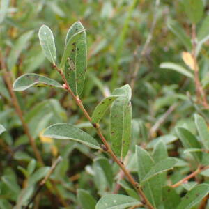 Photographie n°2501035 du taxon Salix repens L.