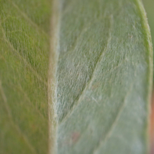 Photographie n°2501036 du taxon Salix repens L.