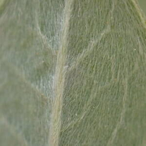 Photographie n°2501037 du taxon Salix repens L.