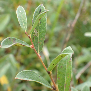 Photographie n°2501044 du taxon Salix repens L.