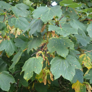 Photographie n°2501049 du taxon Acer pseudoplatanus L.