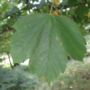 Photographie n°2501051 du taxon Acer pseudoplatanus L.