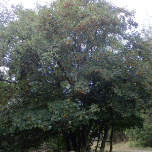 Photographie n°2501052 du taxon Acer pseudoplatanus L.