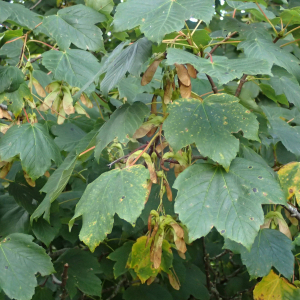 Photographie n°2501053 du taxon Acer pseudoplatanus L.