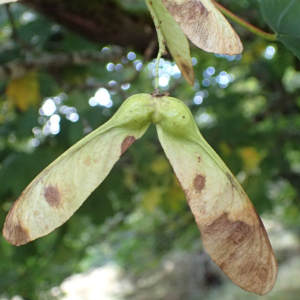 Photographie n°2501054 du taxon Acer pseudoplatanus L.