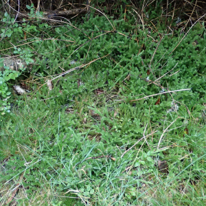 Photographie n°2501059 du taxon Lycopodium clavatum L.