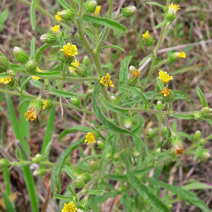 Photographie n°2501071 du taxon Dittrichia graveolens (L.) Greuter