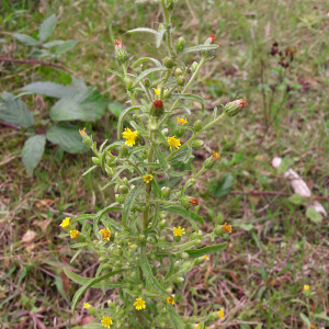 Photographie n°2501072 du taxon Dittrichia graveolens (L.) Greuter