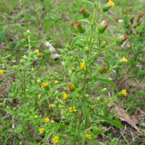 Photographie n°2501073 du taxon Dittrichia graveolens (L.) Greuter