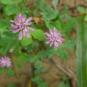 Photographie n°2501143 du taxon Trifolium resupinatum var. majus Boiss. [1872]