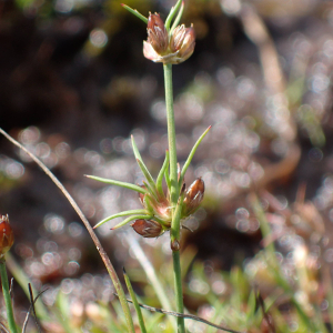 Photographie n°2501189 du taxon Juncus bulbosus L.