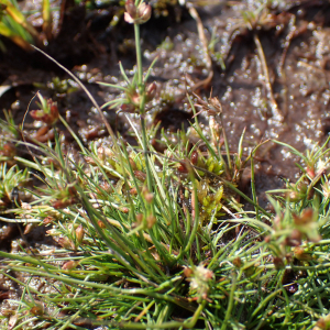 Photographie n°2501191 du taxon Juncus bulbosus L.