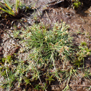 Photographie n°2501192 du taxon Juncus bulbosus L.