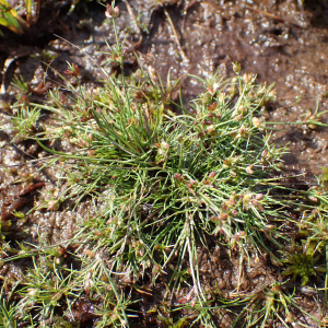 Photographie n°2501193 du taxon Juncus bulbosus L.