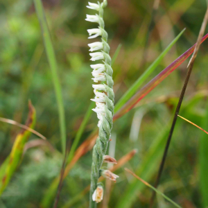 Photographie n°2501205 du taxon Spiranthes spiralis K.Koch