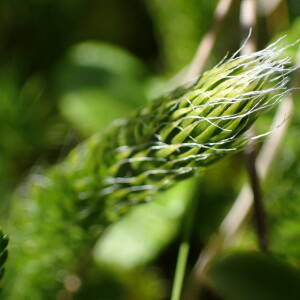 Photographie n°2501235 du taxon Lycopodium clavatum L.