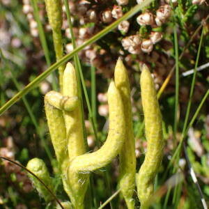 Photographie n°2501236 du taxon Lycopodium clavatum L.