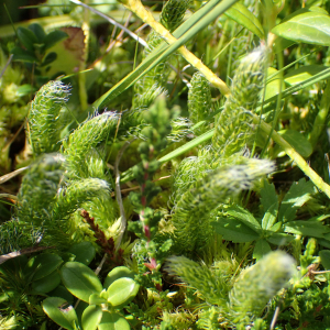 Photographie n°2501237 du taxon Lycopodium clavatum L.