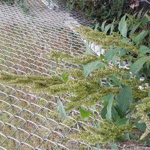 Photographie n°2501287 du taxon Amaranthus retroflexus L.