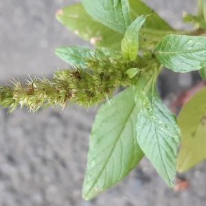 Photographie n°2501288 du taxon Amaranthus retroflexus L.