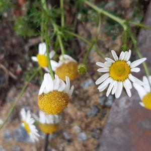 Photographie n°2501289 du taxon Matricaria chamomilla L.