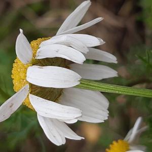 Photographie n°2501291 du taxon Matricaria chamomilla L.