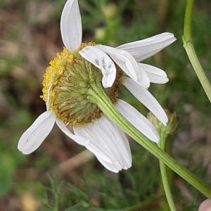 Photographie n°2501292 du taxon Matricaria chamomilla L.