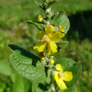 Photographie n°2501380 du taxon Verbascum L.