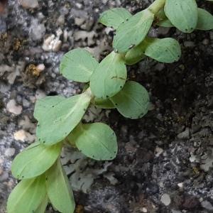 Photographie n°2501386 du taxon Hypericum humifusum L. [1753]