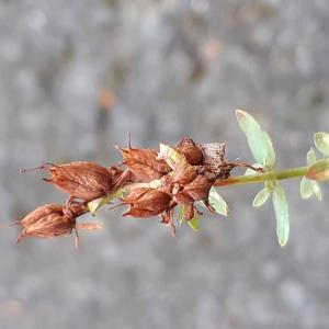 Photographie n°2501387 du taxon Hypericum humifusum L. [1753]