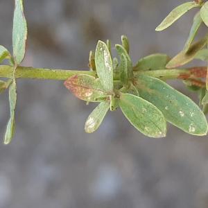 Photographie n°2501388 du taxon Hypericum humifusum L. [1753]