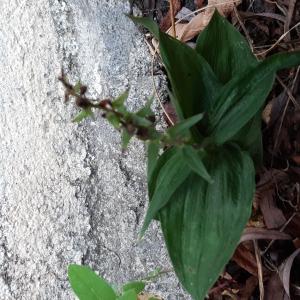 Photographie n°2501393 du taxon Epipactis helleborine (L.) Crantz [1769]